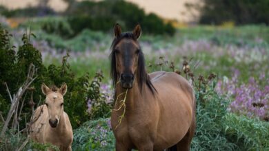 Pony-Schänder in Braunlage: Kamera filmt sexuellen Übergriff | Regional