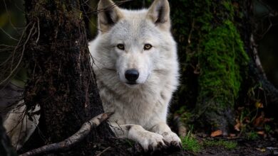 Wolfsvaterschaft im Wildpark Hanau weiterhin Mysterium