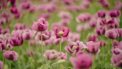 Letztes Rasenmähen vor der Winterruhe: Faustregel verrät perfekten Zeitpunkt