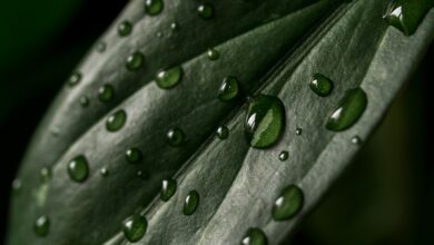 6 Ausflugsziele in Heidelberg bei Regen-Wetter