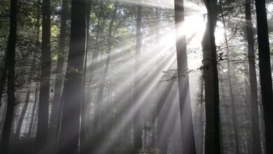 POL-PDTR: Verkehrsunfall im Kahrener Wald