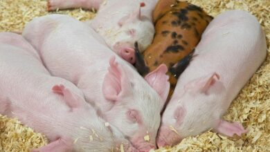 Ministerium sieht Gefahr durch Schweinepest nicht gebannt