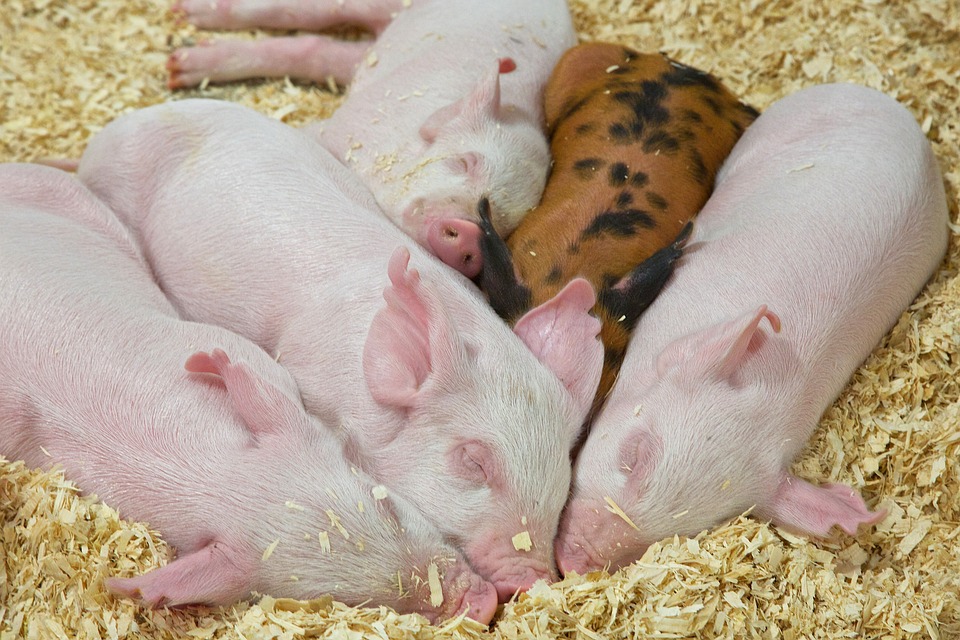 Ministerium sieht Gefahr durch Schweinepest nicht gebannt