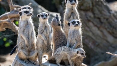 Zahlreiche Tiere am Frauenberg gesegnet