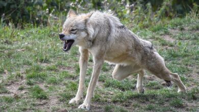 Fünf tote Schafe in Baden-Württemberg – treibt ein Wolf sein Unwesen?