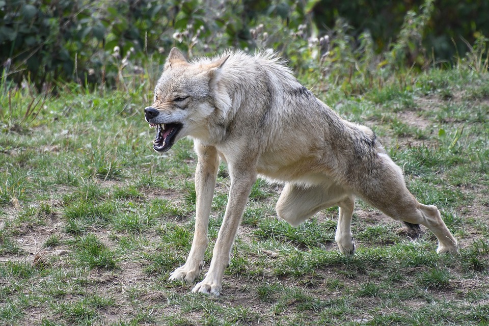 Fünf tote Schafe in Baden-Württemberg – treibt ein Wolf sein Unwesen?