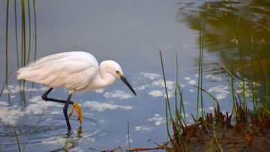 Lautes Spektakel am Himmel über NRW steht bevor