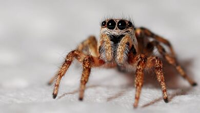 Spinne löst Unfall bei Burg Stargard aus | NDR.de - Nachrichten - Mecklenburg-Vorpommern