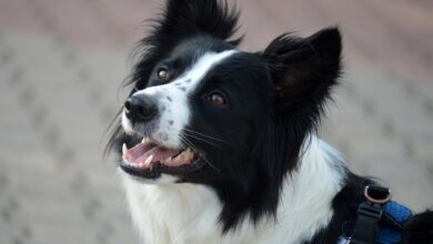 Hund "Momo" aus Thüringen bekommt Happy End – Schicksalsschlag folgt