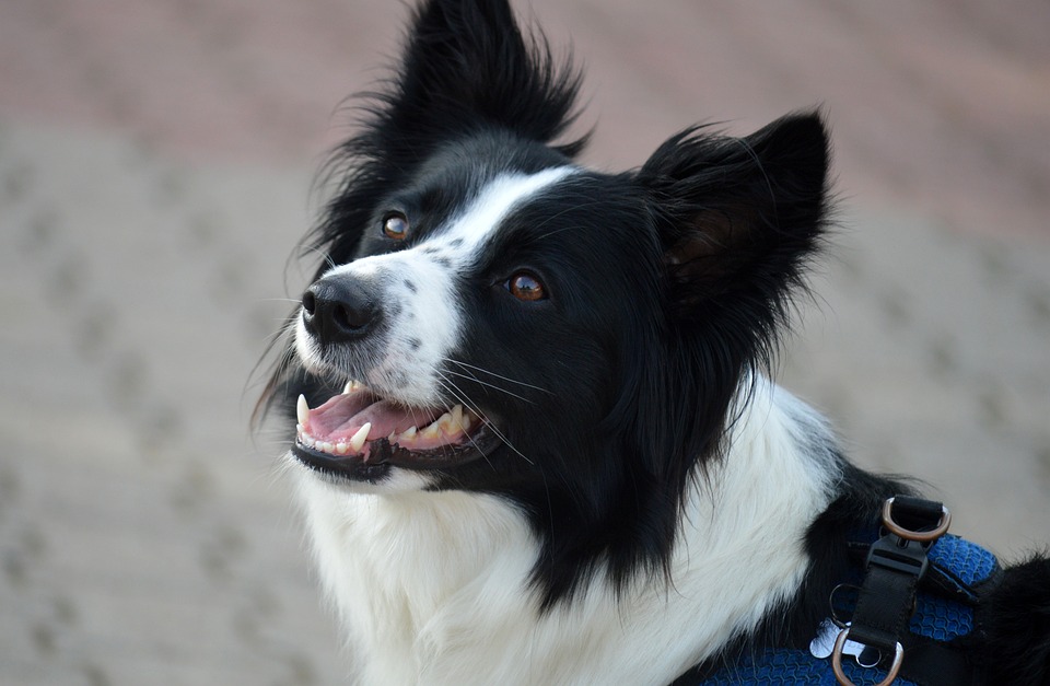 Hund "Momo" aus Thüringen bekommt Happy End – Schicksalsschlag folgt