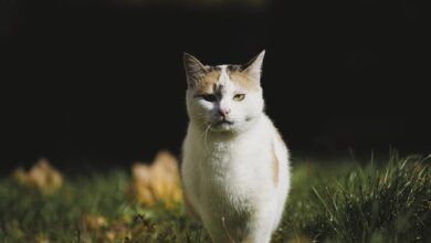 Katze darf nur wenige Wochen leben – Wolfsburgerin mit emotionalen Aufruf