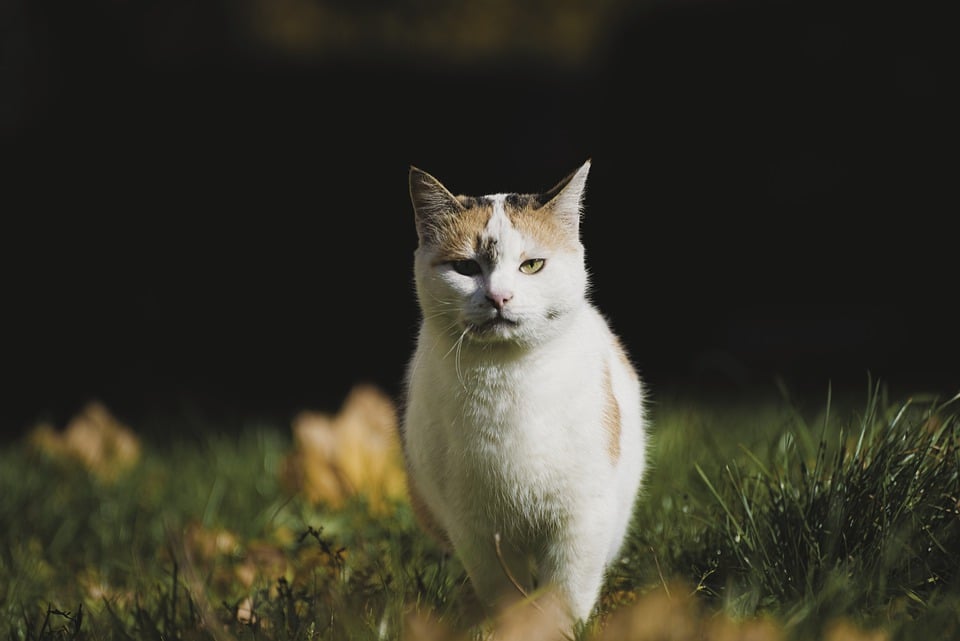 Katze darf nur wenige Wochen leben – Wolfsburgerin mit emotionalen Aufruf