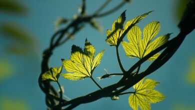 Dritter Platz bei der »Naturwunderwahl«