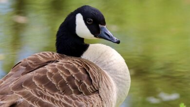 Hier gibt es Gans und Ente zu Weihnachten zu kaufen – Preise in der Region