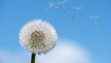 Biowetter heute in Neubrandenburg: Belastung durch Pollen und Wetterwechsel aktuell am 20.10.2024