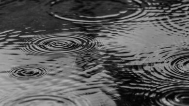 Biowetter in Neuss heute: Pollenflug und Wetter-Beschwerden am Sonntag im Überblick