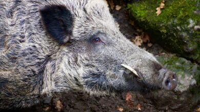 Autobahn nach Unfall mit Wildschwein gesperrt – RegionalReporter