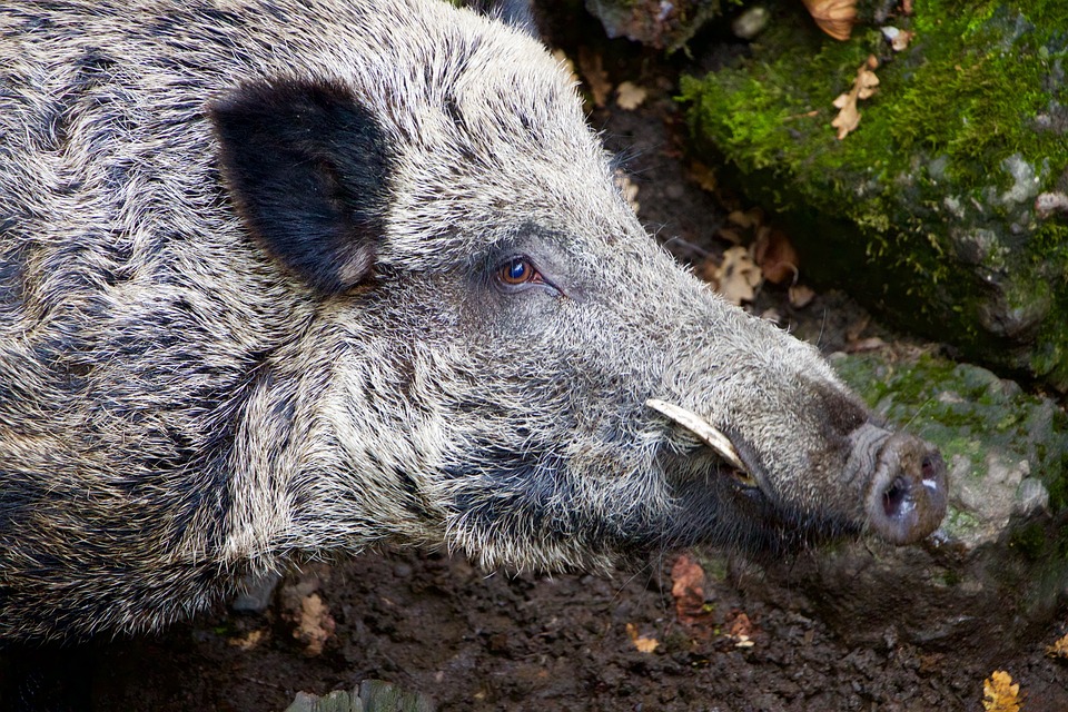 Autobahn nach Unfall mit Wildschwein gesperrt – RegionalReporter