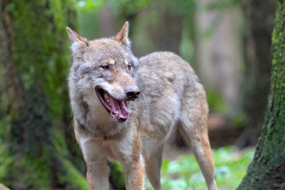 Sieg im Pott | VfL Wolfsburg