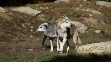 Wolfsspuren am Mittwoch | VfL Wolfsburg