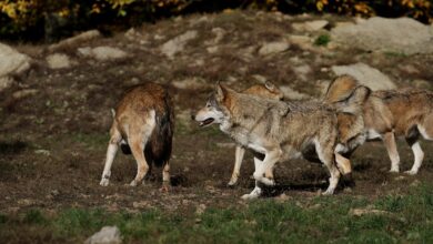 Südwesten muss sich auf Wolfsrudel einstellen