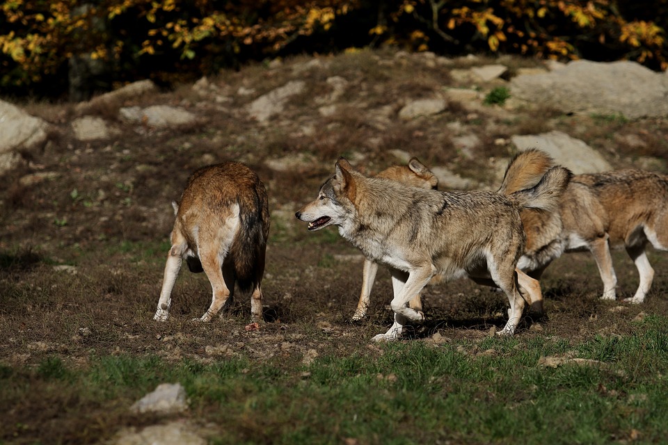 Südwesten muss sich auf Wolfsrudel einstellen