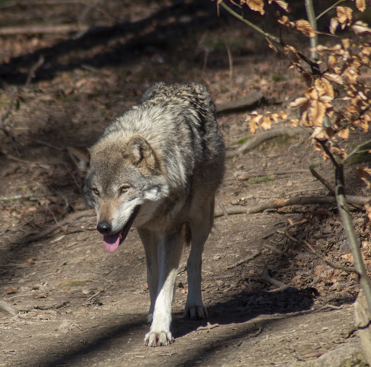 Romantisierung des Wolfes hat ein Ende