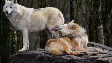 Ein reisendes Dutzend | VfL Wolfsburg