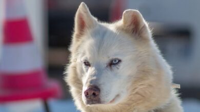 Südwesten muss sich auf Wolfsrudel einstellen