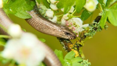 Biowetter Worms heute: Pollenflug und Symptome bei Wetterfühligkeit aktuell am 19.10.2024