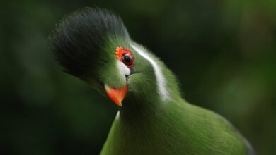 Baden-Württemberg: Nabu: Millionen Zugvögel verlassen Brutgebiete