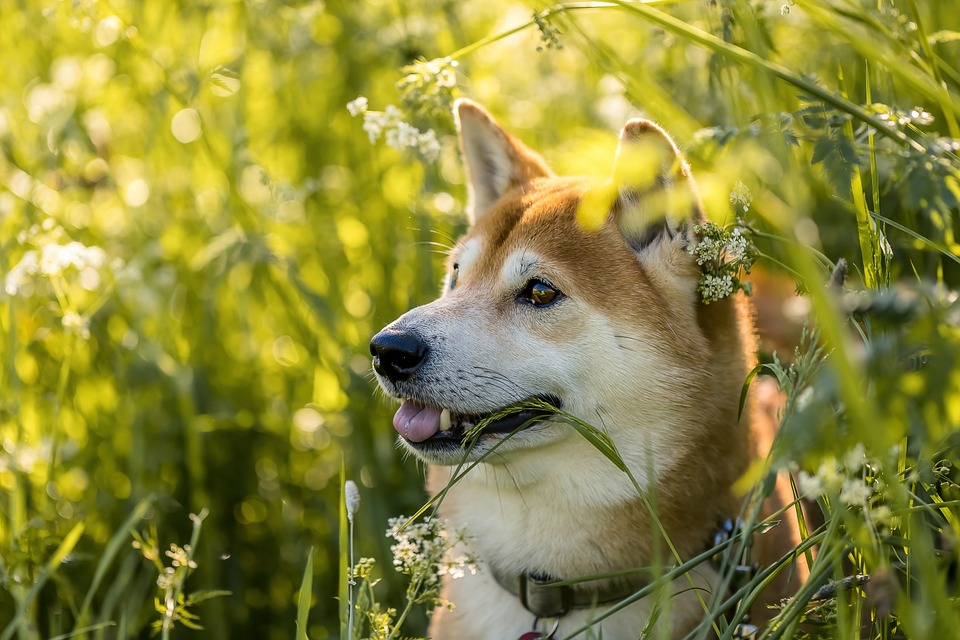 Shiba-Inu Update sorgt für Aufsehen – und vermutlich für neues SHIB-ATH